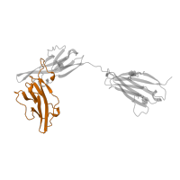 The deposited structure of PDB entry 1ira contains 1 copy of Pfam domain PF18452 (Immunoglobulin domain) in Interleukin-1 receptor type 1, soluble form. Showing 1 copy in chain B [auth Y].