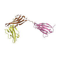 The deposited structure of PDB entry 1ira contains 3 copies of SCOP domain 49159 (I set domains) in Interleukin-1 receptor type 1, soluble form. Showing 3 copies in chain B [auth Y].