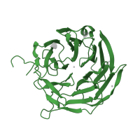 The deposited structure of PDB entry 1iub contains 1 copy of SCOP domain 89373 (Fucose-specific lectin) in Fucose-specific lectin. Showing 1 copy in chain A.