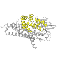 The deposited structure of PDB entry 1ivh contains 4 copies of Pfam domain PF02771 (Acyl-CoA dehydrogenase, N-terminal domain) in Isovaleryl-CoA dehydrogenase, mitochondrial. Showing 1 copy in chain A.