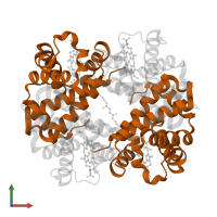 Hemoglobin subunit beta in PDB entry 1j41, assembly 1, front view.