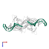 5'-D(*GP*CP*GP*AP*AP*AP*AP*GP*TP*GP*TP*GP*AP*C)-3' in PDB entry 1j59, assembly 1, top view.