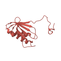 The deposited structure of PDB entry 1j5e contains 1 copy of CATH domain 3.30.420.80 (Nucleotidyltransferase; domain 5) in Small ribosomal subunit protein uS11. Showing 1 copy in chain K.