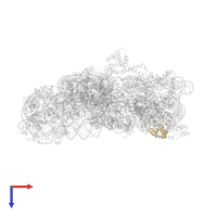 Small ribosomal subunit protein uS19 in PDB entry 1j5e, assembly 1, top view.