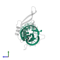 29-mer sarcin/ricin domain RNA analog in PDB entry 1jbs, assembly 1, side view.