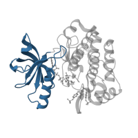 The deposited structure of PDB entry 1k3a contains 1 copy of CATH domain 3.30.200.20 (Phosphorylase Kinase; domain 1) in Insulin-like growth factor 1 receptor beta chain. Showing 1 copy in chain A.