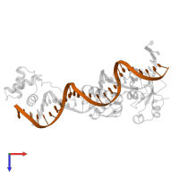 Pax5/Ets Binding Site on the mb-1 promoter in PDB entry 1k78, assembly 2, top view.