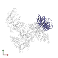 Actin-related protein 2/3 complex subunit 1B in PDB entry 1k8k, assembly 1, front view.