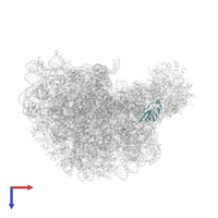 Large ribosomal subunit protein eL21 in PDB entry 1k9m, assembly 1, top view.