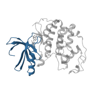 The deposited structure of PDB entry 1ke9 contains 1 copy of CATH domain 3.30.200.20 (Phosphorylase Kinase; domain 1) in Cyclin-dependent kinase 2. Showing 1 copy in chain A.