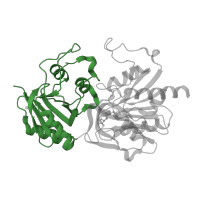 The deposited structure of PDB entry 1kee contains 4 copies of CATH domain 3.50.30.20 (Glucose Oxidase; domain 1) in Carbamoyl-phosphate synthase small chain. Showing 1 copy in chain B.