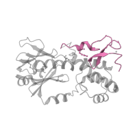 The deposited structure of PDB entry 1kfv contains 2 copies of SCOP domain 81627 (C-terminal, Zn-finger domain of MutM-like DNA repair proteins) in Formamidopyrimidine-DNA glycosylase. Showing 1 copy in chain E [auth A].