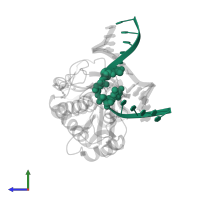 5'-D(*CP*TP*CP*TP*TP*TP*(PDI)P*TP*TP*TP*CP*TP*C)-3' in PDB entry 1kfv, assembly 1, side view.