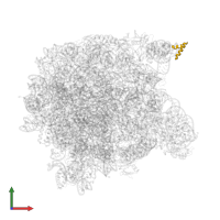 Large ribosomal subunit protein uL10 in PDB entry 1kqs, assembly 1, front view.