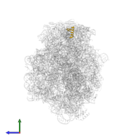 Large ribosomal subunit protein uL10 in PDB entry 1kqs, assembly 1, side view.