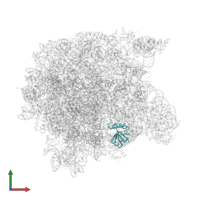 Large ribosomal subunit protein eL18 in PDB entry 1kqs, assembly 1, front view.