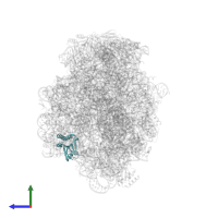 Large ribosomal subunit protein eL18 in PDB entry 1kqs, assembly 1, side view.