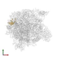 Large ribosomal subunit protein eL19 in PDB entry 1kqs, assembly 1, front view.