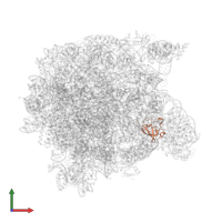 Large ribosomal subunit protein eL21 in PDB entry 1kqs, assembly 1, front view.