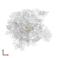 Large ribosomal subunit protein eL32 in PDB entry 1kqs, assembly 1, front view.