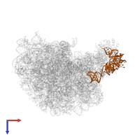 5S ribosomal RNA in PDB entry 1kqs, assembly 1, top view.