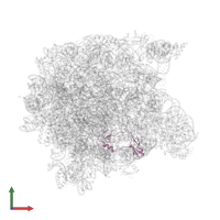 Large ribosomal subunit protein eL42 in PDB entry 1kqs, assembly 1, front view.