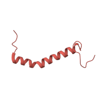 The deposited structure of PDB entry 1l0n contains 1 copy of SCOP domain 81517 (Subunit XI (6.4 kDa protein) of cytochrome bc1 complex (Ubiquinol-cytochrome c reductase)) in Cytochrome b-c1 complex subunit 10. Showing 1 copy in chain K.
