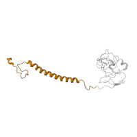 The deposited structure of PDB entry 1l0n contains 1 copy of SCOP domain 81501 (ISP transmembrane anchor) in Cytochrome b-c1 complex subunit Rieske, mitochondrial. Showing 1 copy in chain E.