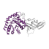 The deposited structure of PDB entry 1l6g contains 2 copies of Pfam domain PF01168 (Alanine racemase, N-terminal domain) in Alanine racemase. Showing 1 copy in chain A.