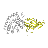 The deposited structure of PDB entry 1l6g contains 2 copies of SCOP domain 88682 (Alanine racemase) in Alanine racemase. Showing 1 copy in chain A.