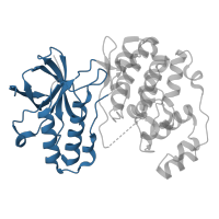 The deposited structure of PDB entry 1lez contains 1 copy of CATH domain 3.30.200.20 (Phosphorylase Kinase; domain 1) in Mitogen-activated protein kinase 14. Showing 1 copy in chain A.