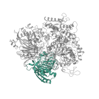 The deposited structure of PDB entry 1llw contains 1 copy of SCOP domain 69337 (Alpha subunit of glutamate synthase, C-terminal domain) in Ferredoxin-dependent glutamate synthase 2. Showing 1 copy in chain A.