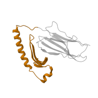 The deposited structure of PDB entry 1lo5 contains 1 copy of Pfam domain PF00993 (Class II histocompatibility antigen, alpha domain) in HLA class II histocompatibility antigen, DR alpha chain. Showing 1 copy in chain A.