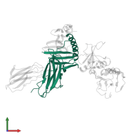 HLA class II histocompatibility antigen, DR alpha chain in PDB entry 1lo5, assembly 1, front view.