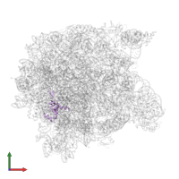 Large ribosomal subunit protein uL24 in PDB entry 1m1k, assembly 1, front view.