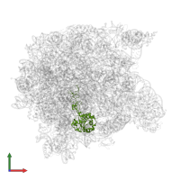 Large ribosomal subunit protein uL4 in PDB entry 1m1k, assembly 1, front view.