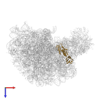 Large ribosomal subunit protein uL6 in PDB entry 1m1k, assembly 1, top view.