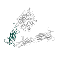 The deposited structure of PDB entry 1m1x contains 1 copy of CATH domain 2.60.40.1460 (Immunoglobulin-like) in Integrin alpha-V. Showing 1 copy in chain A.