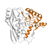 The deposited structure of PDB entry 1mbb contains 1 copy of Pfam domain PF02873 (UDP-N-acetylenolpyruvoylglucosamine reductase, C-terminal domain) in UDP-N-acetylenolpyruvoylglucosamine reductase. Showing 1 copy in chain A.