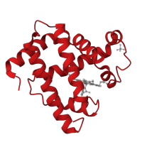 The deposited structure of PDB entry 1mbd contains 1 copy of CATH domain 1.10.490.10 (Globin-like) in Myoglobin. Showing 1 copy in chain A.