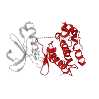 The deposited structure of PDB entry 1muo contains 1 copy of CATH domain 1.10.510.10 (Transferase(Phosphotransferase); domain 1) in Aurora kinase A. Showing 1 copy in chain A.