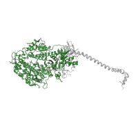 The deposited structure of PDB entry 1mvw contains 6 copies of Pfam domain PF00063 (Myosin head (motor domain)) in Myosin heavy chain, skeletal muscle, adult. Showing 1 copy in chain A.