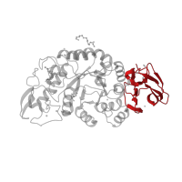 The deposited structure of PDB entry 1mxg contains 1 copy of CATH domain 2.60.40.1180 (Immunoglobulin-like) in Glycosyl hydrolase family 13 catalytic domain-containing protein. Showing 1 copy in chain A.