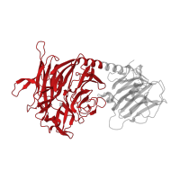 The deposited structure of PDB entry 1n1y contains 1 copy of CATH domain 2.120.10.10 (Neuraminidase) in Sialidase domain-containing protein. Showing 1 copy in chain A.