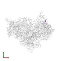 Small ribosomal subunit protein uS19 in PDB entry 1n32, assembly 1, front view.