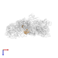 Small ribosomal subunit protein uS12 in PDB entry 1n33, assembly 1, top view.