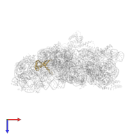 Small ribosomal subunit protein uS17 in PDB entry 1n33, assembly 1, top view.