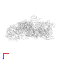 A-SITE MESSENGER RNA FRAGMENT in PDB entry 1n33, assembly 1, top view.