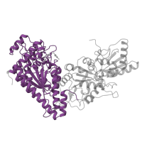 The deposited structure of PDB entry 1ngs contains 2 copies of Pfam domain PF00456 (Transketolase, thiamine diphosphate binding domain) in Transketolase 1. Showing 1 copy in chain A.