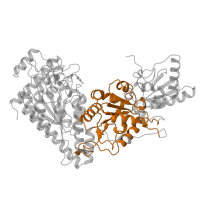 The deposited structure of PDB entry 1ngs contains 2 copies of Pfam domain PF02779 (Transketolase, pyrimidine binding domain) in Transketolase 1. Showing 1 copy in chain A.